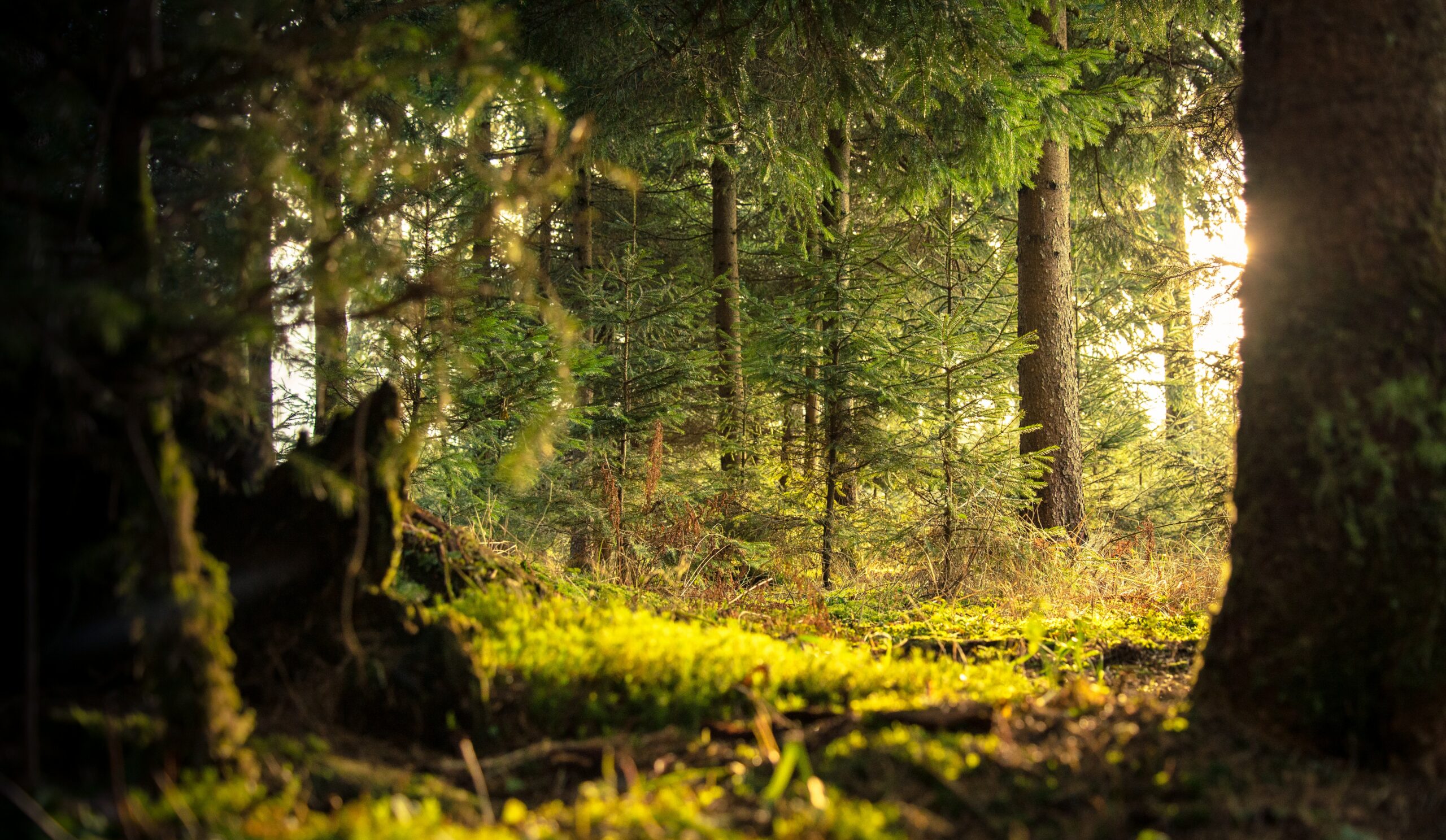 Geldanlage mit Wald in Deutschland